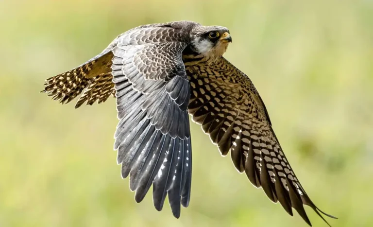 Scientist to Tag Satellite Transmitters on Amur Falcons in Manipur’s Tamenglong District