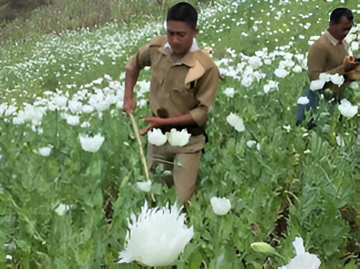 Manipur’s Poppy Cultivation Destroyed in Tamenglong: A Comprehensive Look into the State’s War on Drugs