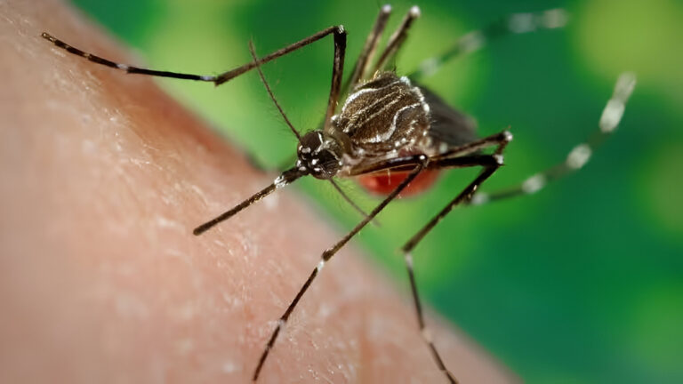 Dengue Cases Spike in Churachandpur District, Manipur