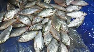 Manipur Man Achieves Record Fish Production of 43,765 kg