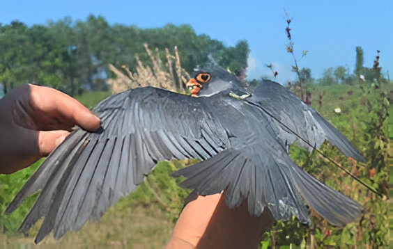 Amur Falcons Released in Manipur’s Chiuluan After Capture by Forest Team