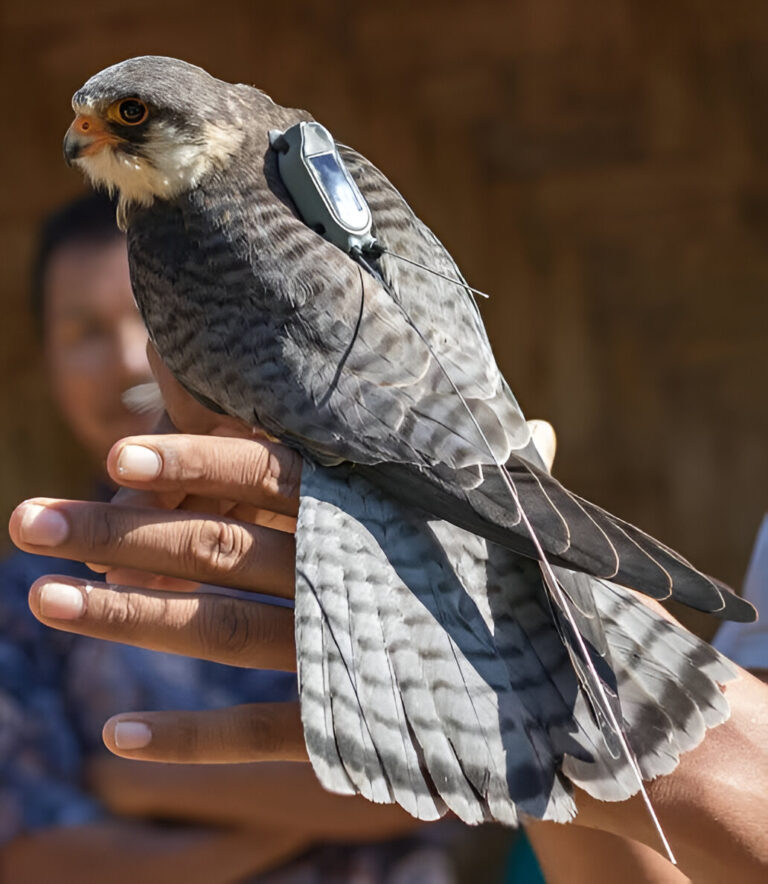 Amur Falcon Bird Radio-Tagged In Manipur Reaches Kenya