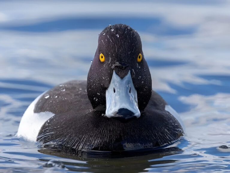 Tufted Pochard Resighted After 4 Decades: A Significant Conservation Milestone in Manipur