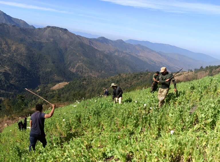 The Fight Against Poppy Cultivation in Manipur: A Detailed Look