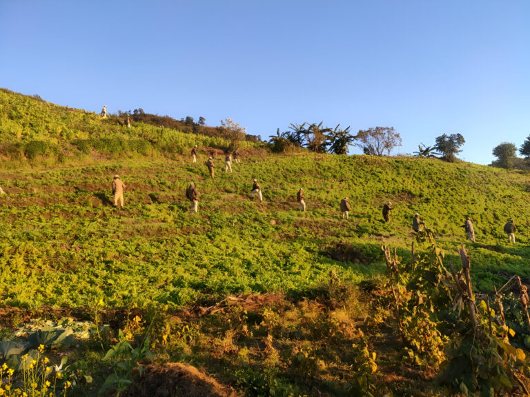 70 Acres of Illegal Poppy Cultivation Destroyed in Manipur’s Ukhrul District