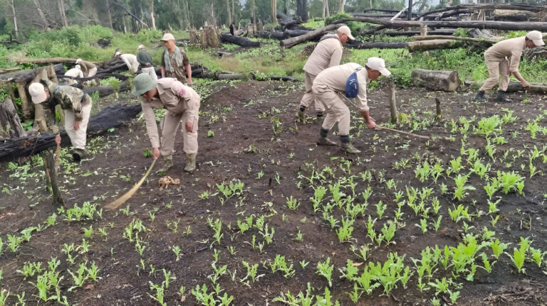 Over 19,000 Acres Of Illegal Poppy Cultivation Destroyed In Manipur Since 2017: Report