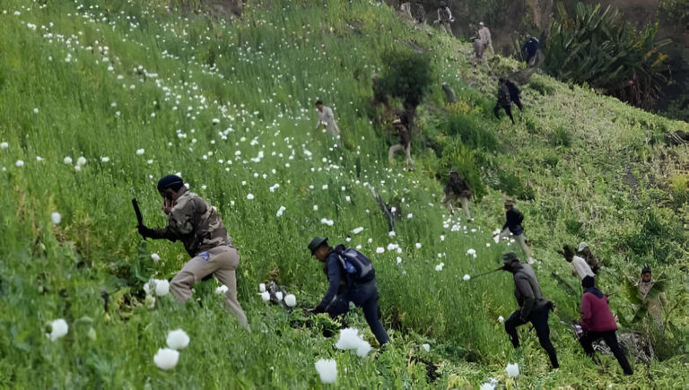 Manipur’s War Against Poppy Plantations: A Bold Move for a Better Tomorrow