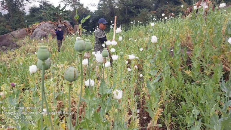 Manipur’s Ongoing Battle Against Illicit Poppy Cultivation: A Closer Look at Recent Developments