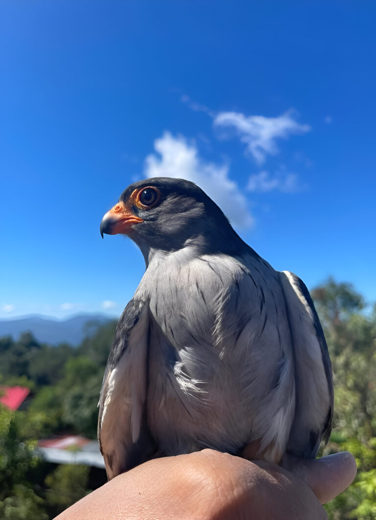 Satellite-Tagged Amur Falcon from Manipur Reaches South Africa After Epic Journey