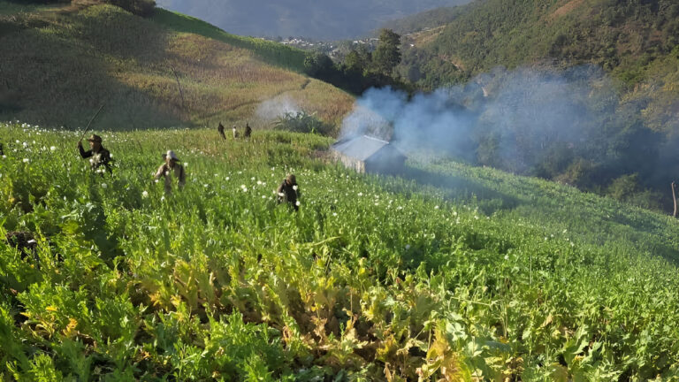 Manipur Security Forces Destroy 50 Acres of Poppy Plantation in Mullam Kuki Village