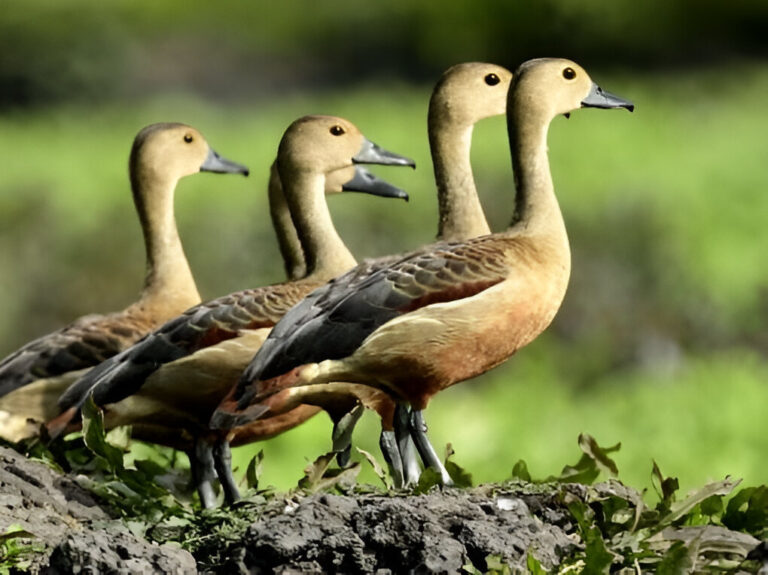 Manipur’s Annual Migratory Bird Census Records Over 30 Species at Lamphelpat