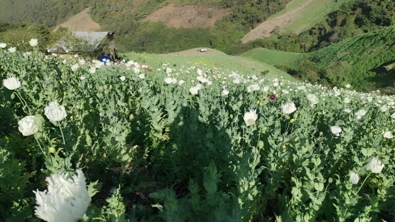 Manipur Authorities Eradicate 45 Acres of Illegal Poppy Cultivation in Kangpokpi