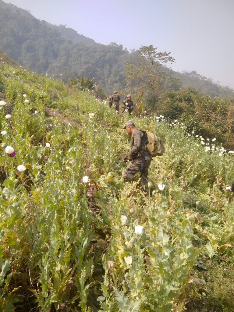 Assam Rifles Destroys Illicit Poppy Cultivation in Manipur