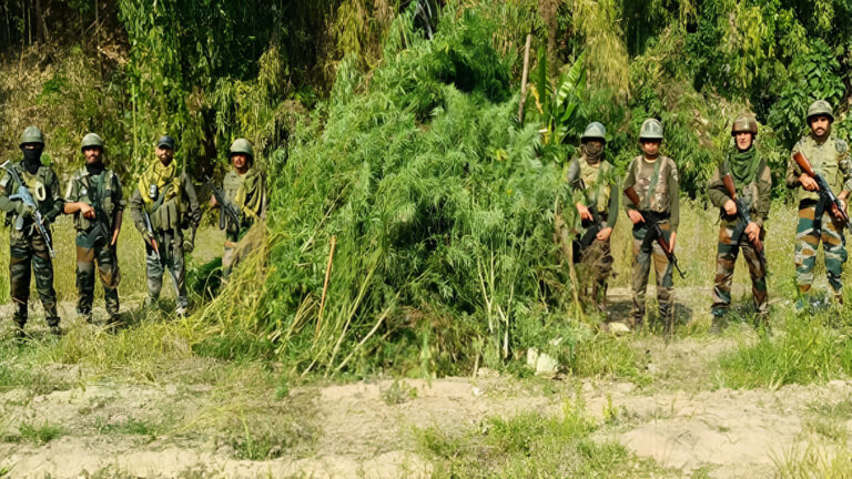 Manipur Security Forces Destroy Marijuana Plantation in Pherzwal: A Comprehensive Analysis