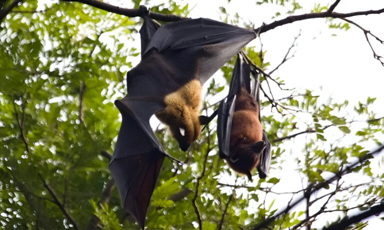 Manipur Endangered Bat Species Rescued and Released: A Beacon of Wildlife Conservation