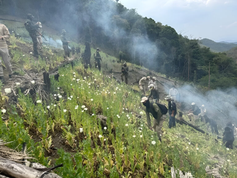 Manipur: Four Acres of Poppy Plantations Razed in Churachandpur – A Comprehensive Analysis