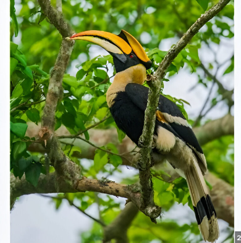 Manipur Awareness Campaign to Protect Hornbill Bird Launched: A Step Towards a Greener Future