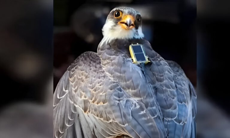 Amur Falcon Heads Back to Siberia After 114 Days in Southern Africa
