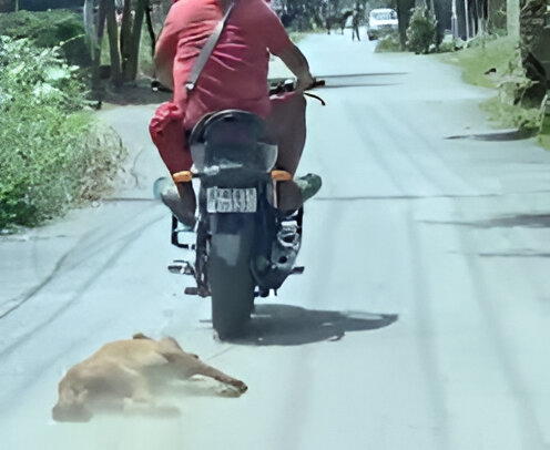 Man Arrested for Killing Dogs for Meat in Manipur: A Wake-Up Call for Animal Welfare