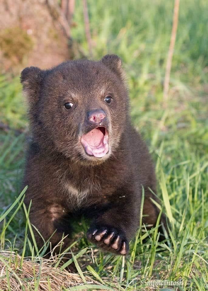 Rescued Himalayan Bear Cubs: A Beacon of Hope for Wildlife in Manipur