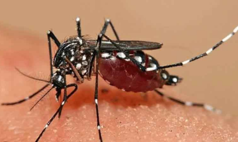 Dengue Stalks 11 Districts in Manipur: 1 Dead, 91 Cases Reported