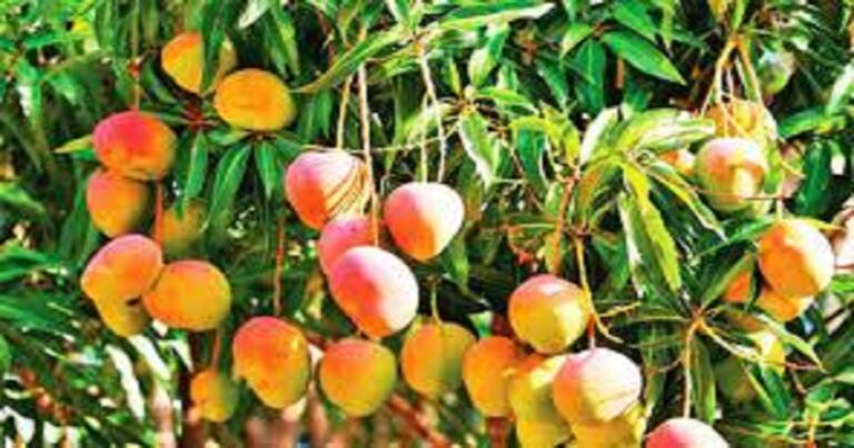 Bangladesh-Tripura Fruit Diplomacy: 300kg of Haribhanga Mangoes