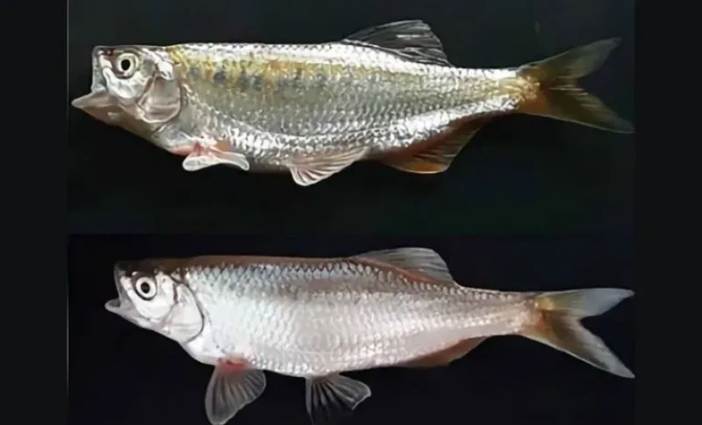 New fish species Barilius imphalensis: The New ‘Ngawa’ of Imphal River
