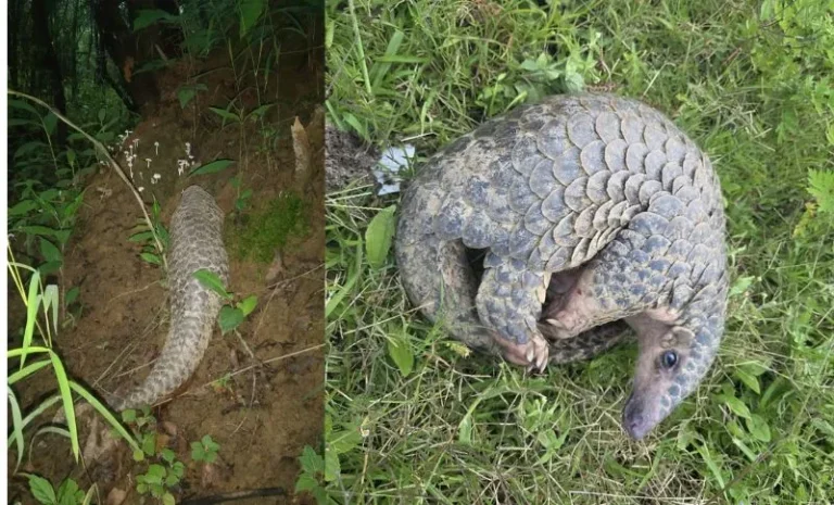 A Community Triumph: Rescuing the Endangered Pangolin in Senapati