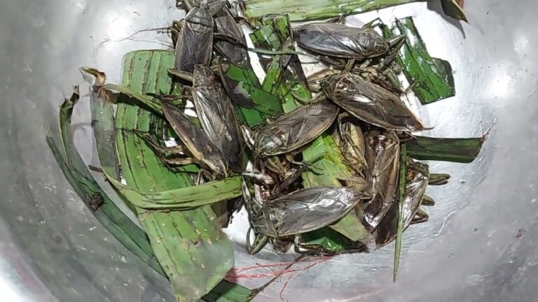 EDIBLE WATER BUG ‘NAOSEK’ FACES EXTINCTION IN MANIPUR
