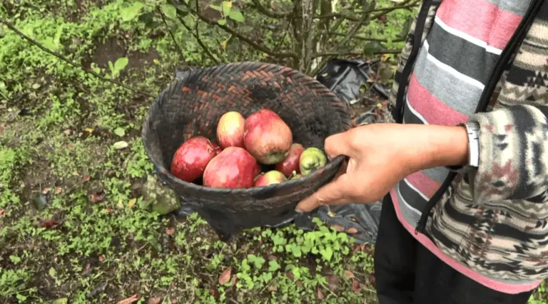 Manipur Farmers Find Sweet Success in Apples