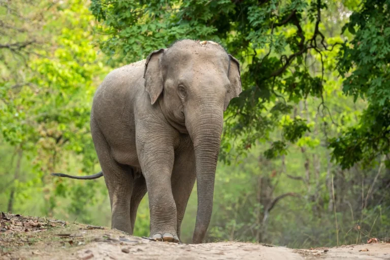 LOTHA HOHO DEMANDS ACTION AFTER FATAL ELEPHANT ATTACK IN WOKHA: A CRY FOR SUSTAINABLE COEXISTENCE