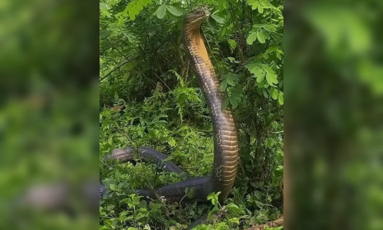 King Cobra Exits Assam Forests: A Warning Sign of Ecological Collapse