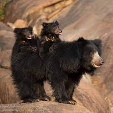 Three bear species in Manipur at risk of extinction