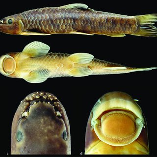 Garra nambashiensis — A New Fish from Manipur’s Taretlok River: Discovery