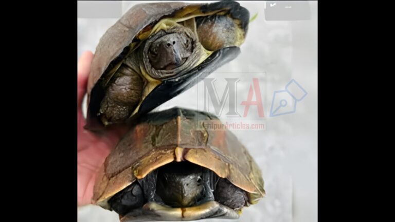 Manipur: Two endangered turtles rescued in Tengnoupal