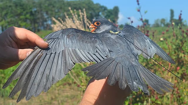 Manipur’s Noney district imposes airgun ban to protect endangered Amur falcons