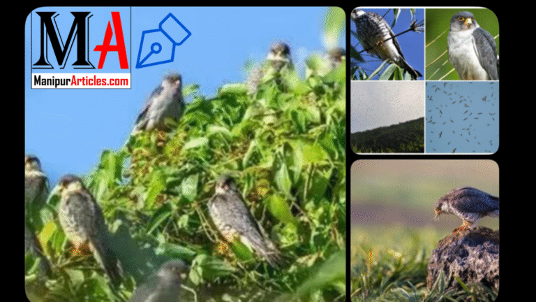 Ten Amur Falcons Tagged with Satellite Transmitters in Tamenglong, Manipur for Advanced Migration Study