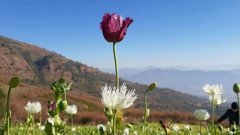 Manipur: Kangpokpi CSOs Announce Complete Ban on Poppy Cultivation from 2026