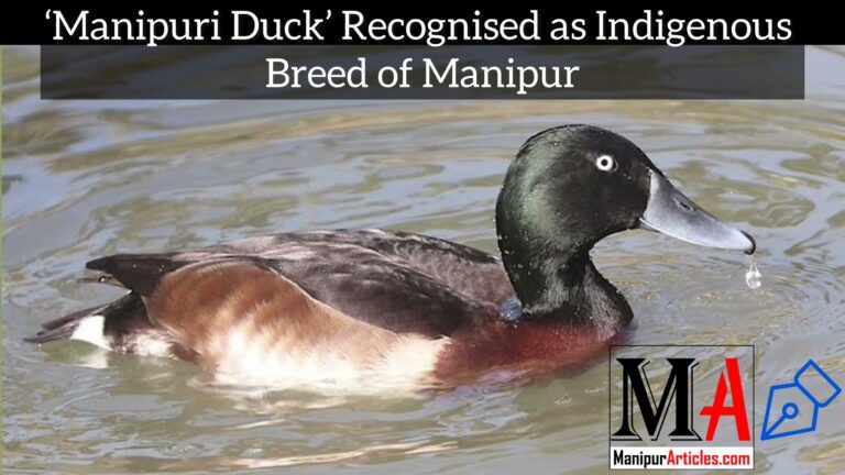 ‘Manipuri Duck’ Recognised as Indigenous Breed of Manipur