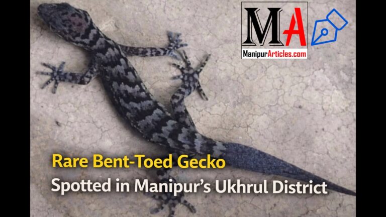 Rare Bent-Toed Gecko