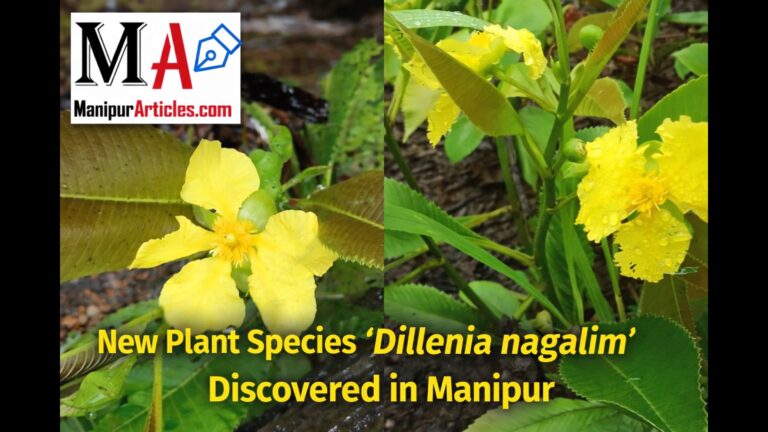 New Plant Species ‘Dillenia nagalim’ Discovered in Manipur