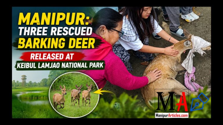 Manipur: Three Rescued Barking Deer Released at Keibul Lamjao National Park