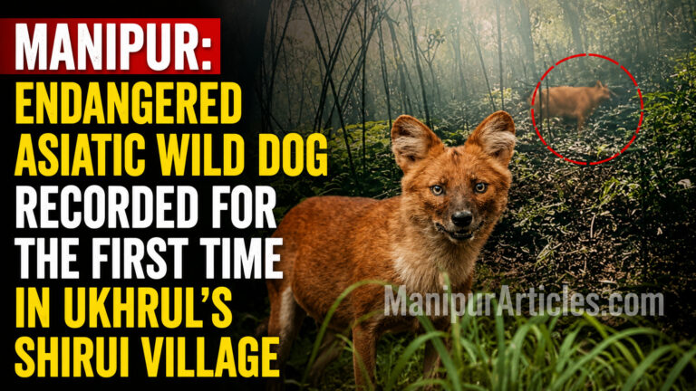 Manipur: Endangered Asiatic Wild Dog Recorded for the First Time in Ukhrul’s Shirui Village