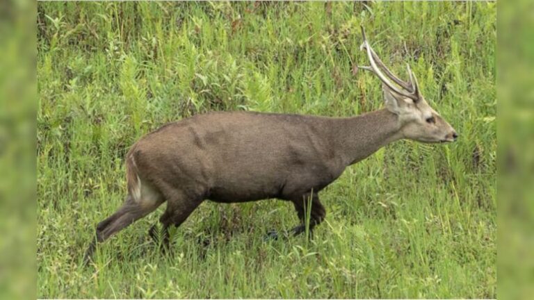 Manipur Village Bans Hunting of Endangered Hog Deer, Imposes Rs 5 Lakh Penalty