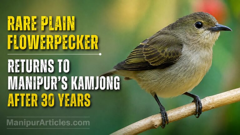 Rare Plain Flowerpecker Returns to Manipur’s Kamjong After 30 Years