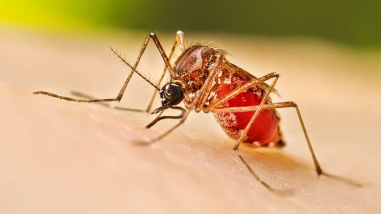 Manipur: Dengue Cases Cross 750 in Churachandpur, Two Die