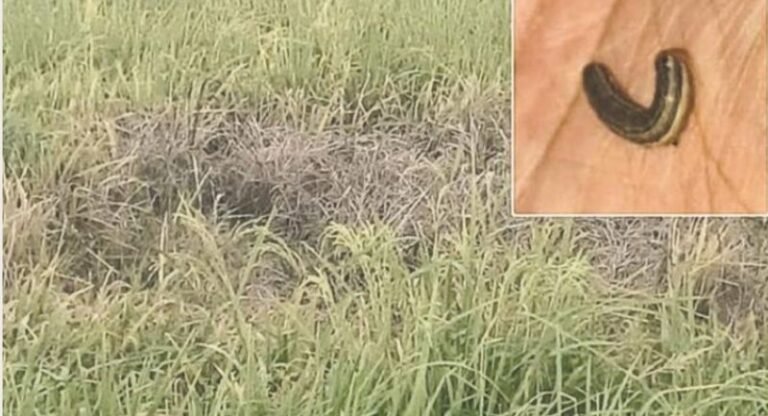 Manipur: Fall Armyworm and Brown Planthopper Infest Paddy Fields, Threatening Rice Harvest